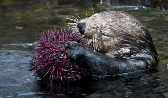 Image of a Sea Otter eating one of its natural prey, the Sea Urchin. Photo Credited to the Vancouver Aquarium